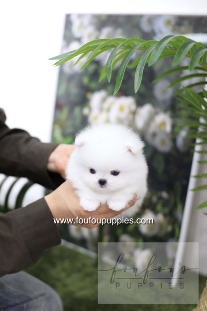 Milk - Pomeranian M.