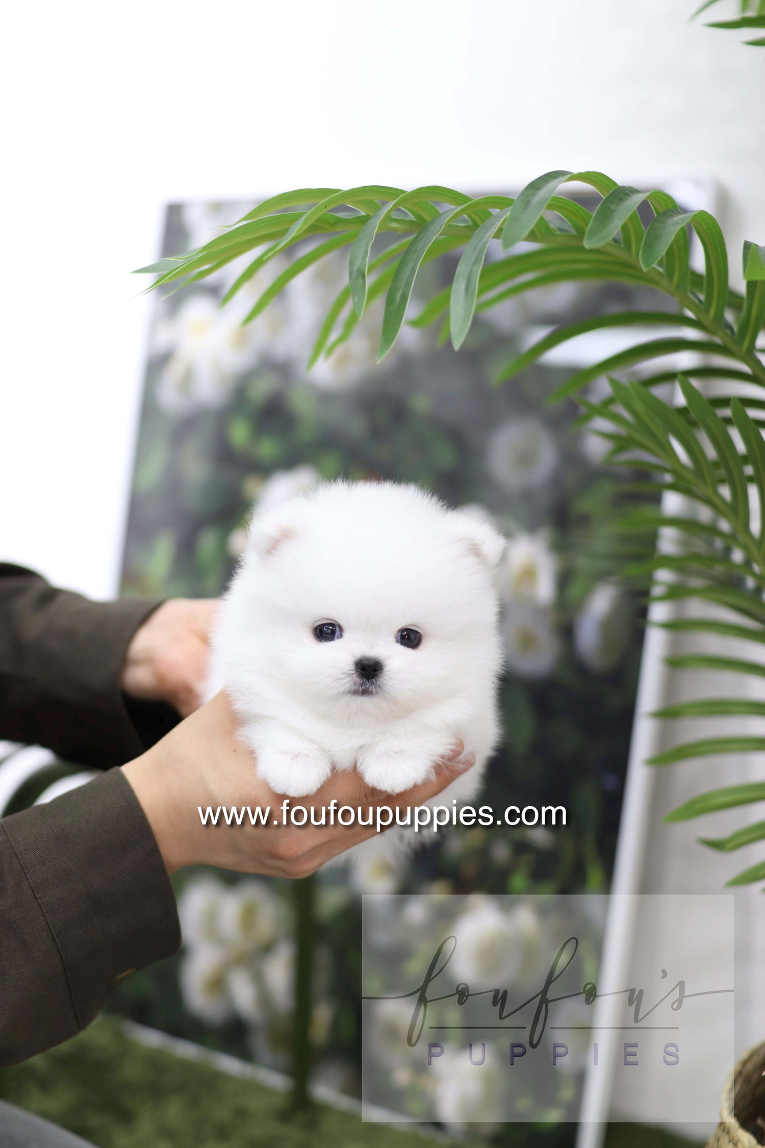 Milk - Pomeranian M.