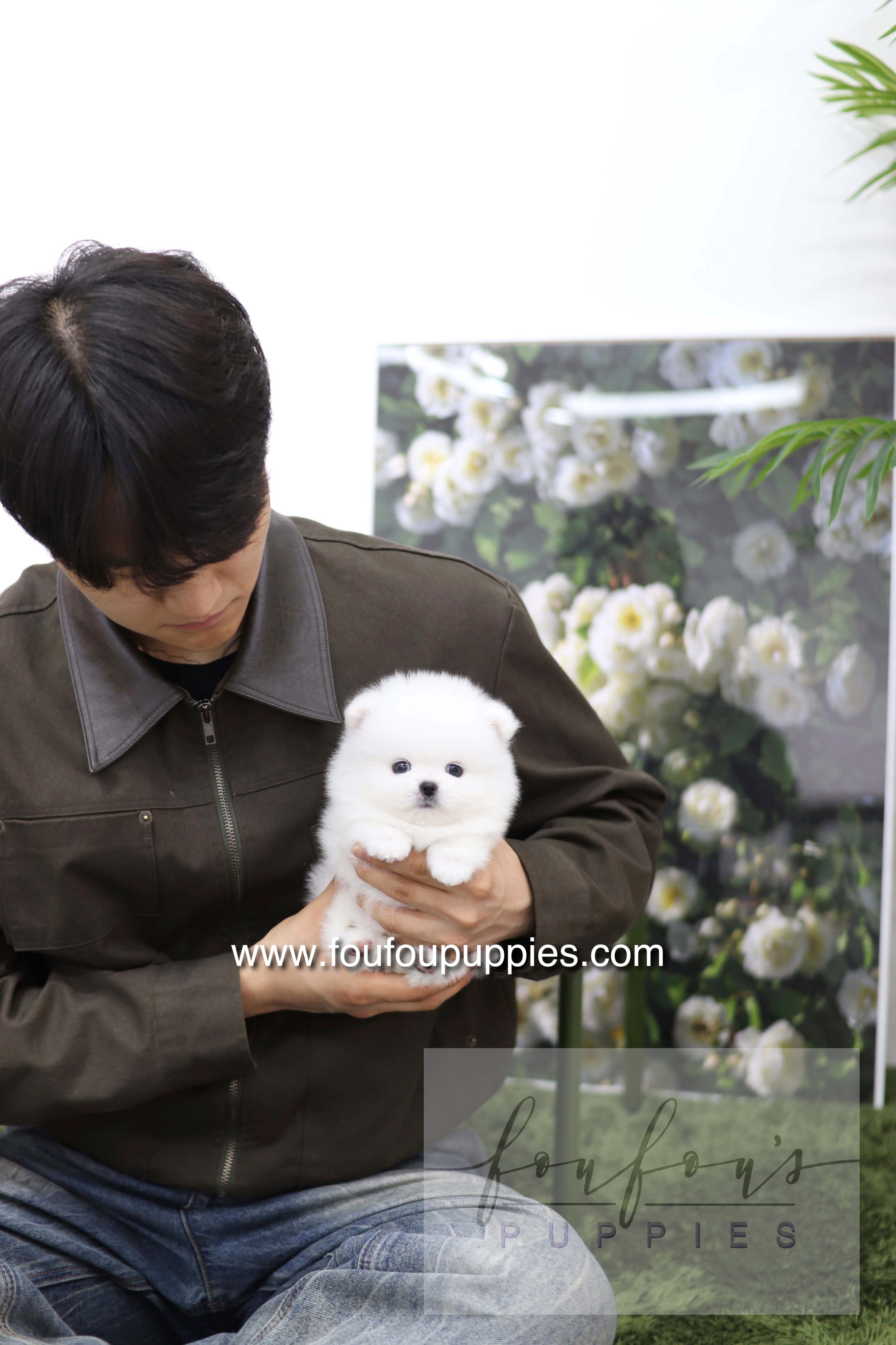 Milk - Pomeranian M.