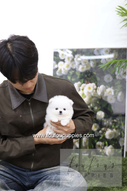 Milk - Pomeranian M.