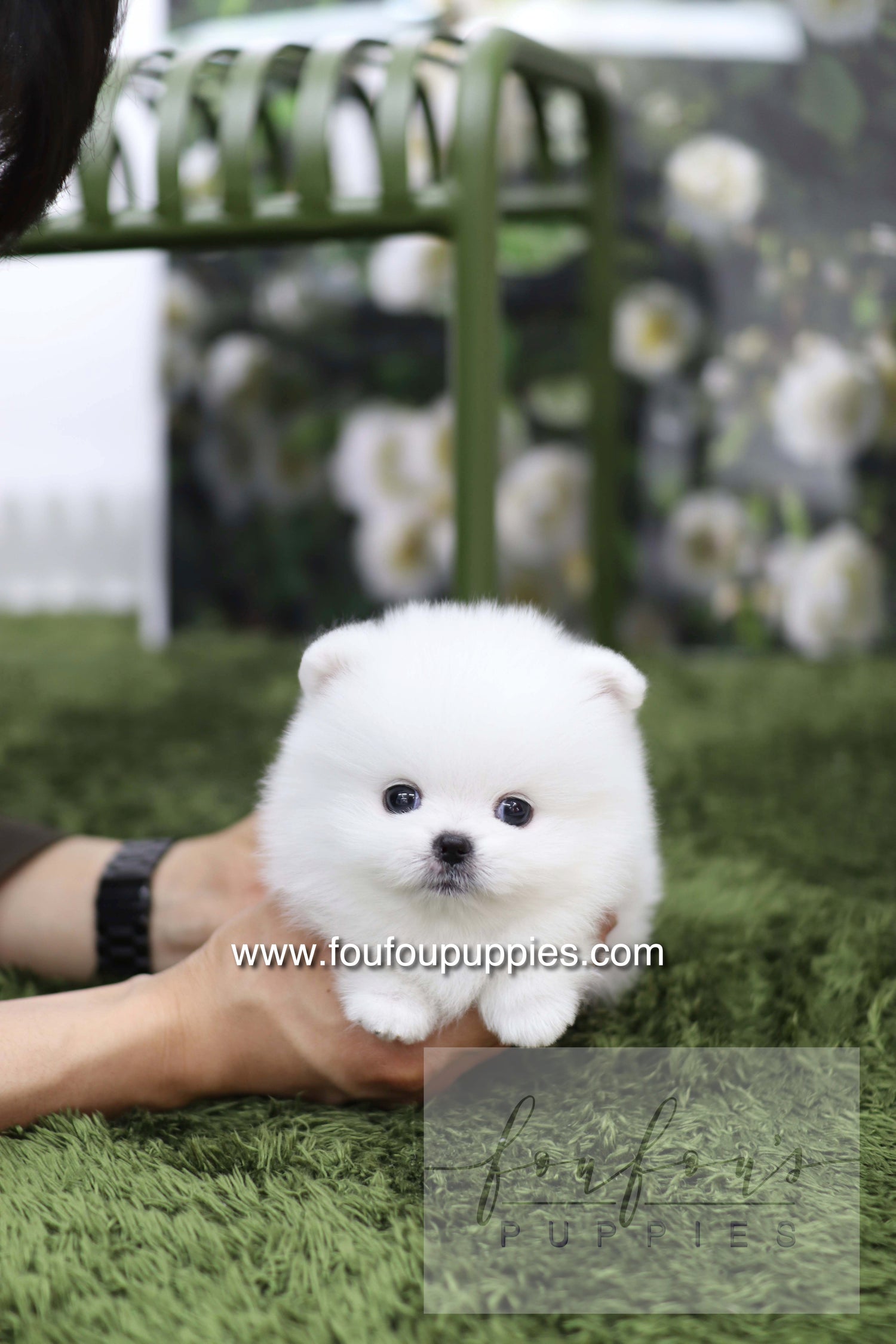 Milk - Pomeranian M.