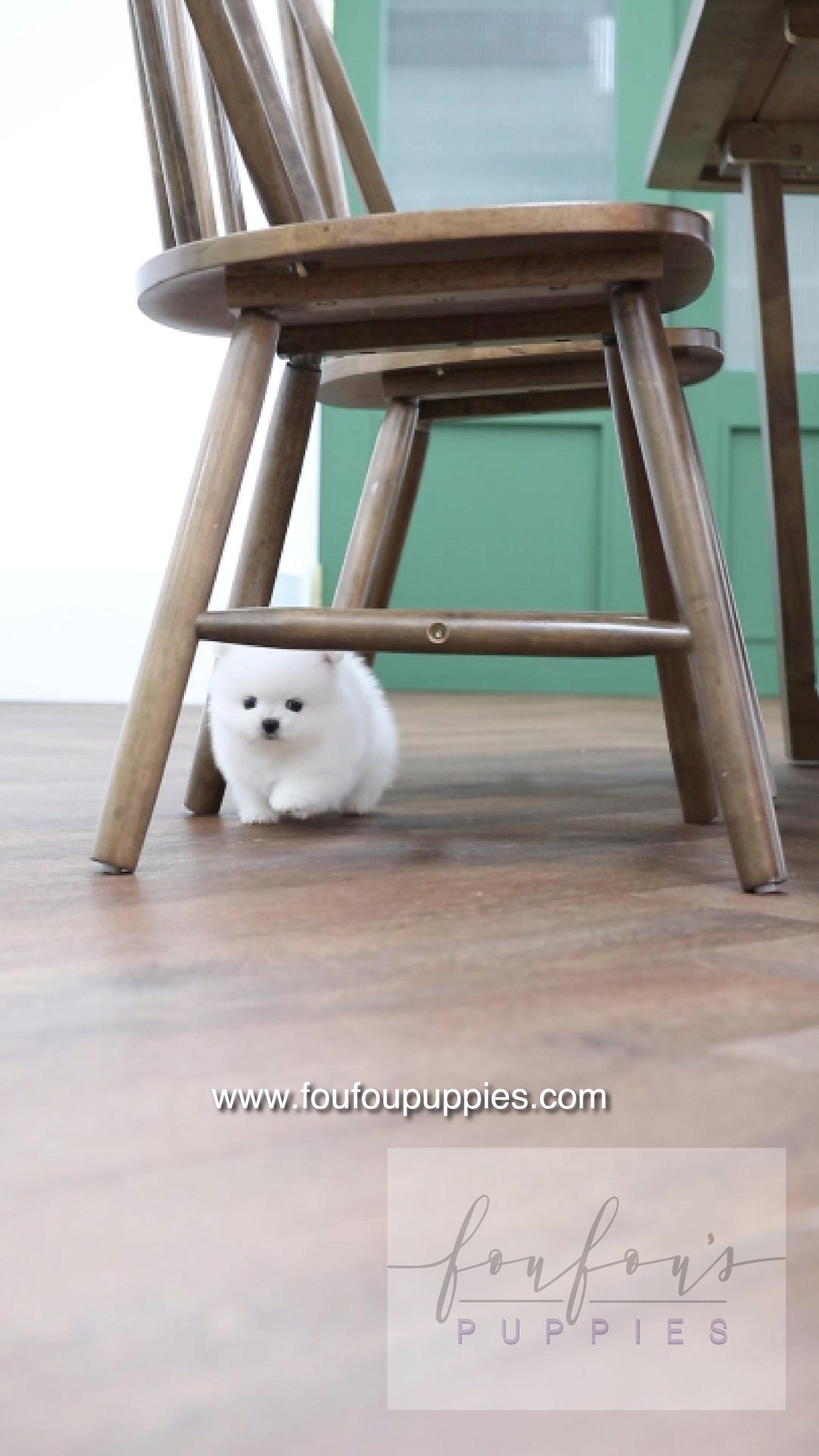 Milk - Pomeranian M.
