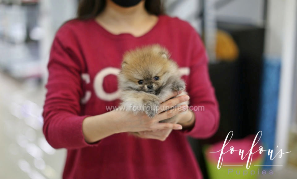 Zoe - Pomeranian F.