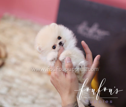 Pixie - Pomeranian F.