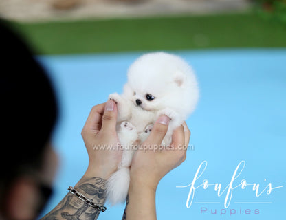 Kissme - Pomeranian F.