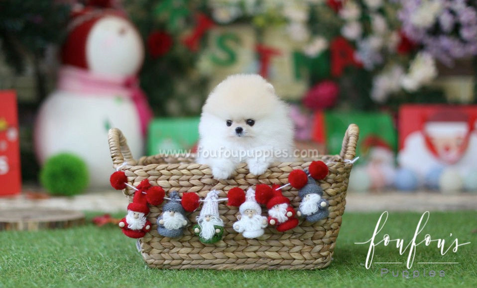 Chanel - Pomeranian F.