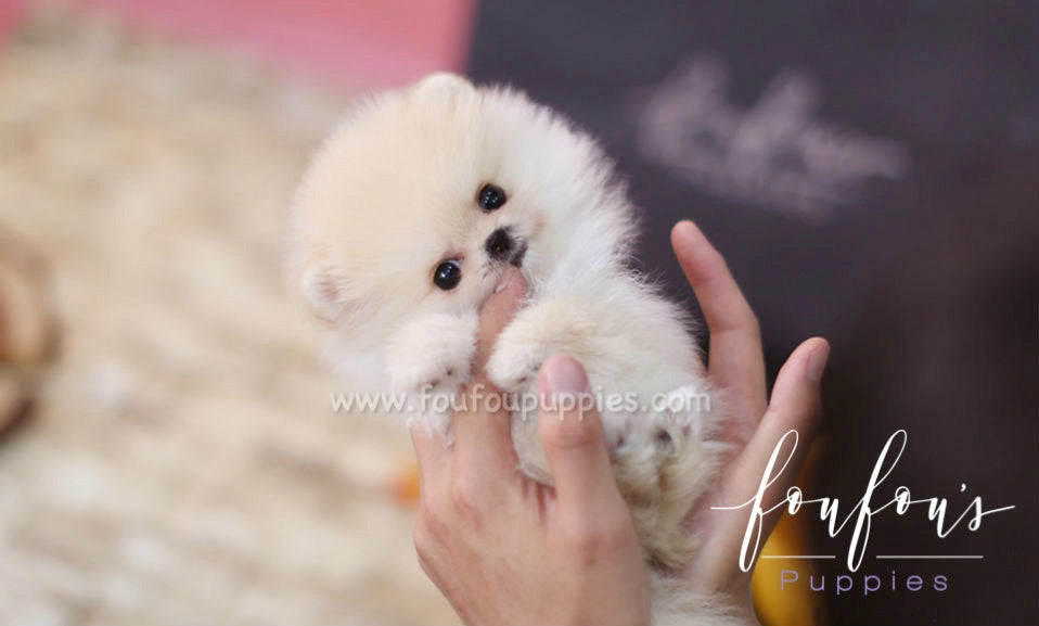 Pixie - Pomeranian F.