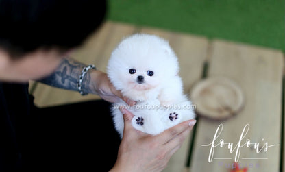 Prince - Pomeranian M.