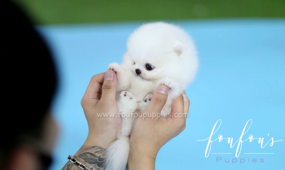 Kissme - Pomeranian F.