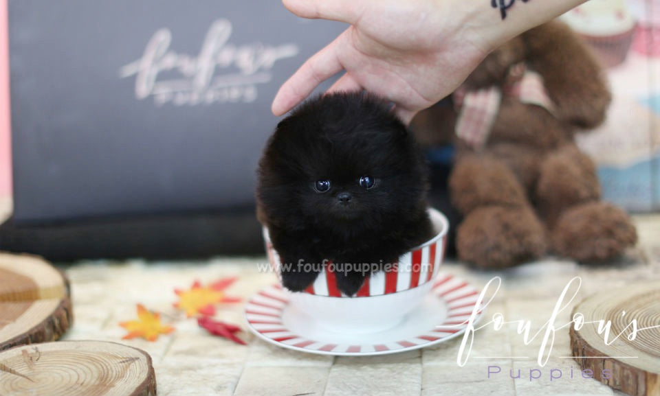 Raven - Pomeranian F.