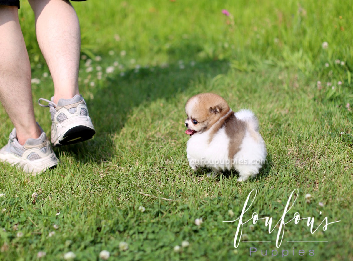 Jake - Pomeranian M.