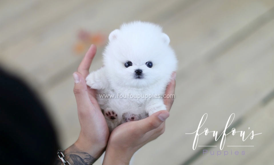 Bello - Pomeranian M.