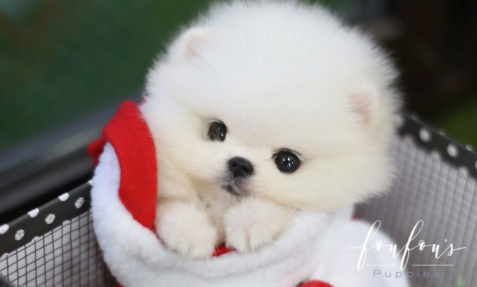 Jolly - Pomeranian F.