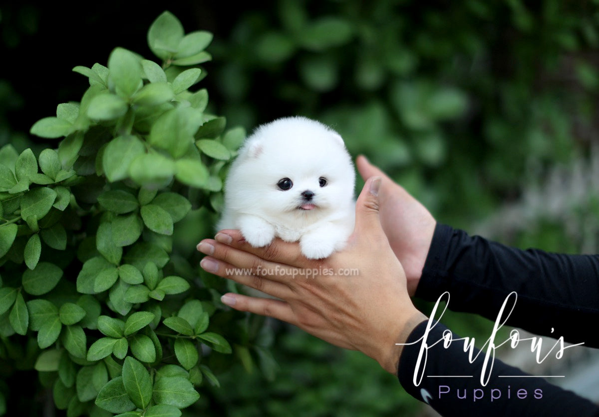 Milk - Pomeranian M.