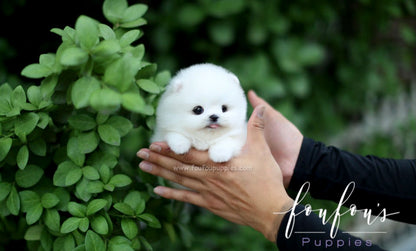 Milk - Pomeranian M.