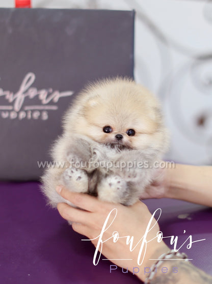 Louis - Pomeranian M.