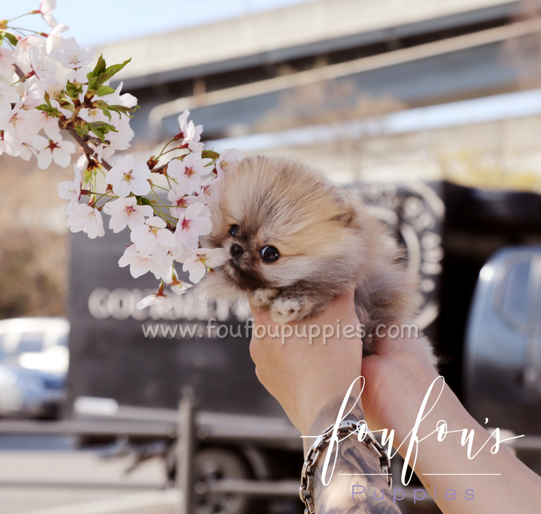 Muffin - Pomeranian M.