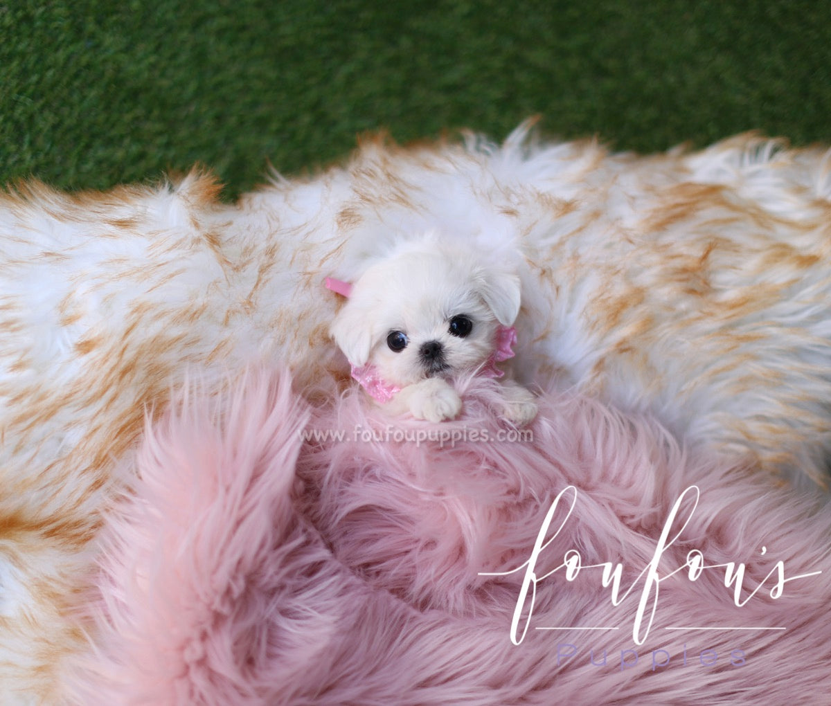 Penelope - Maltese F.