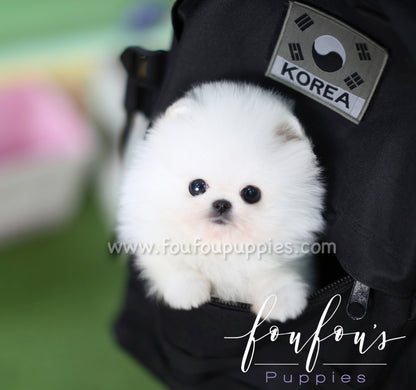 Nova - Pomeranian M.