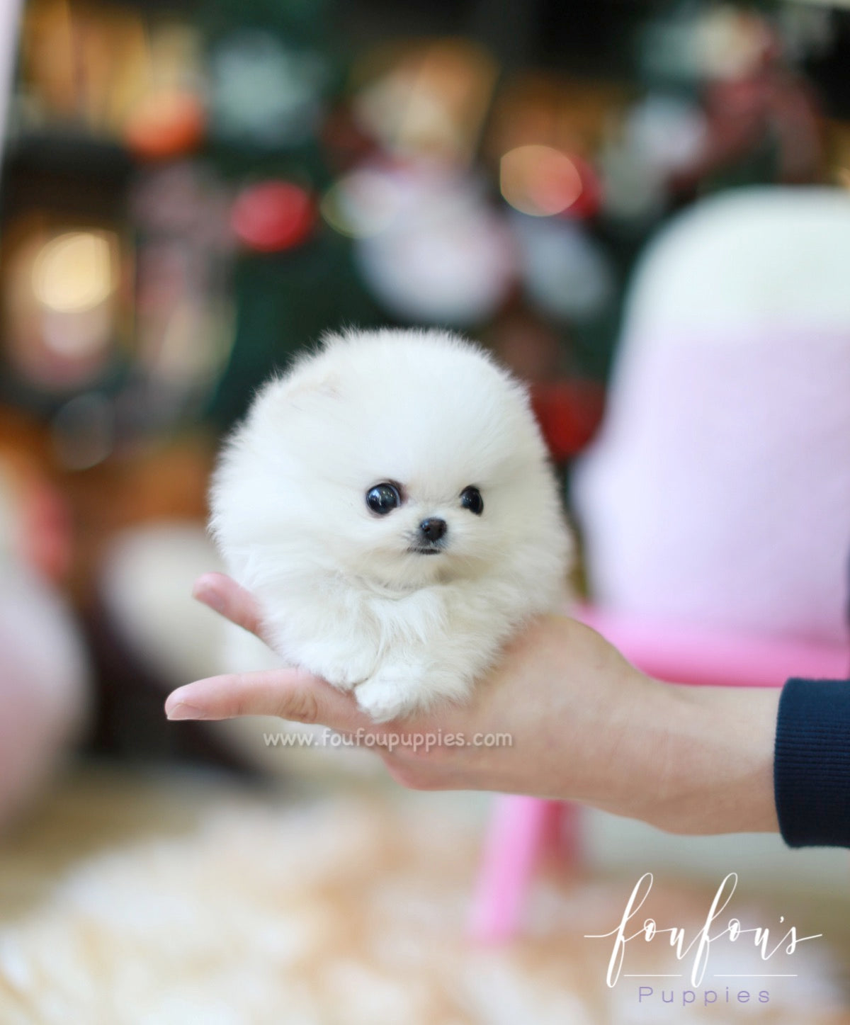 Lulu - Pomeranian F.