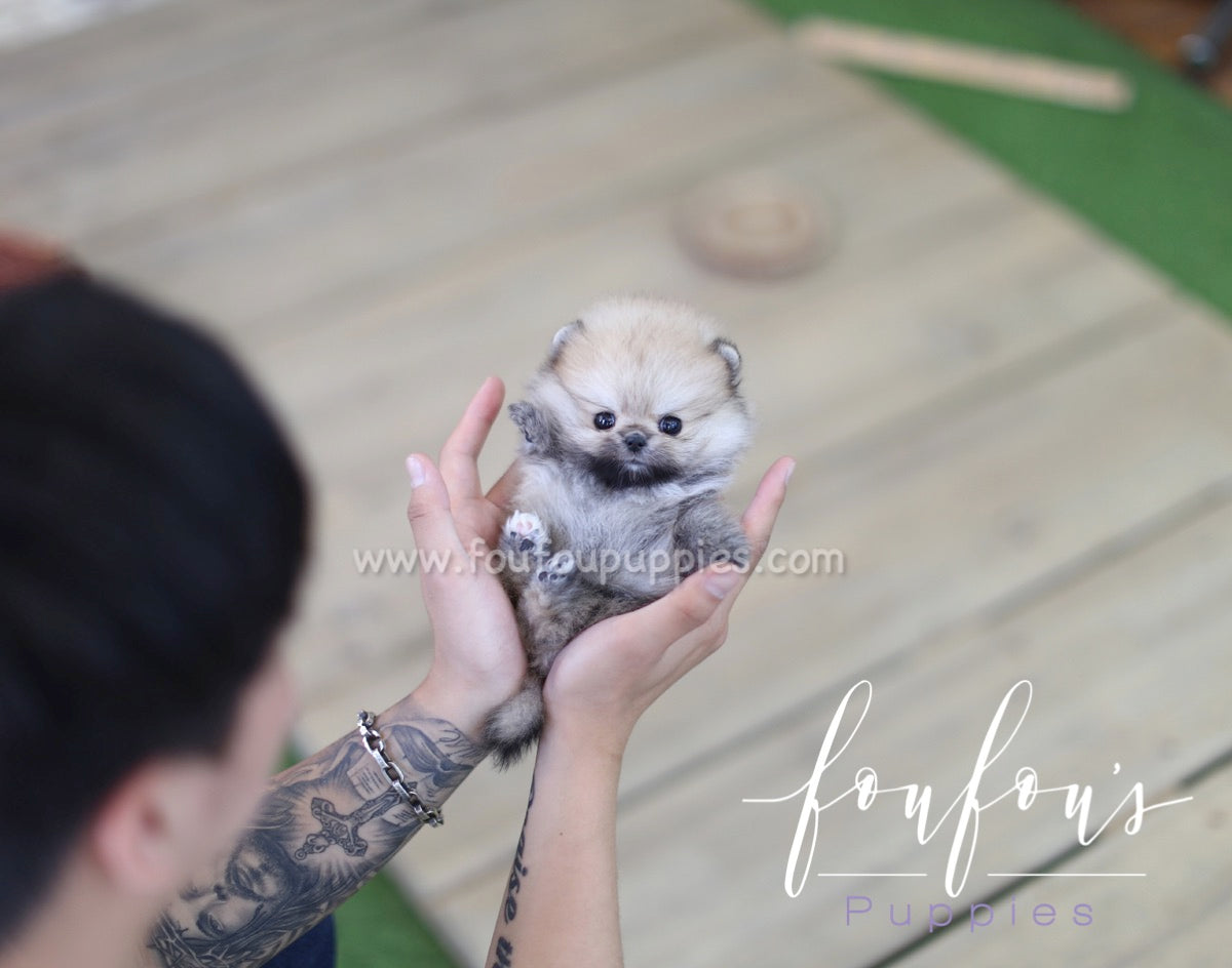 Moon - Pomeranian F.