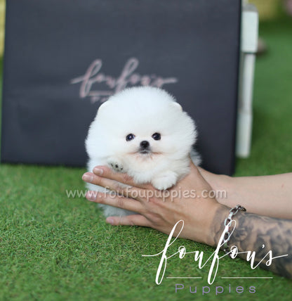 Nova - Pomeranian M.