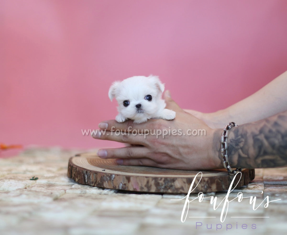 Snoopy - Maltese M.