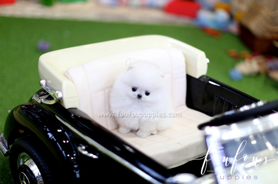 Cocada Pomeranian – Foufou Puppies