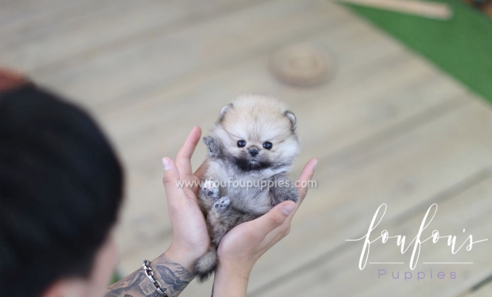 Moon - Pomeranian F.