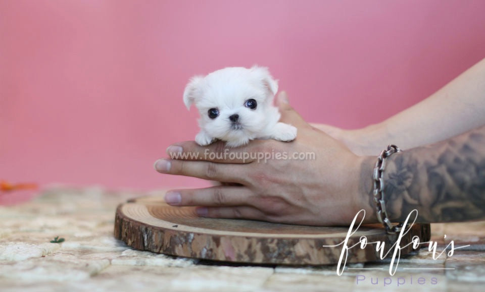 Snoopy - Maltese M.