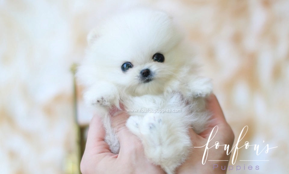 Lulu - Pomeranian F.