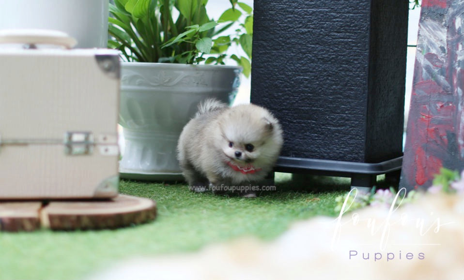 Kaia - Pomeranian F.