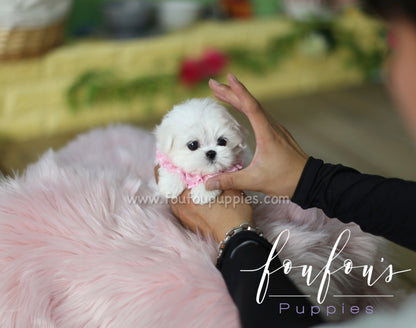 Coco -Maltese F.