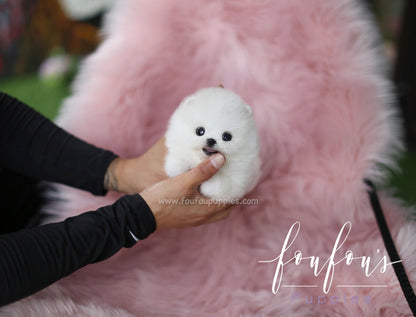 Milk - Pomeranian M.