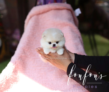 Crème - Pomeranian M