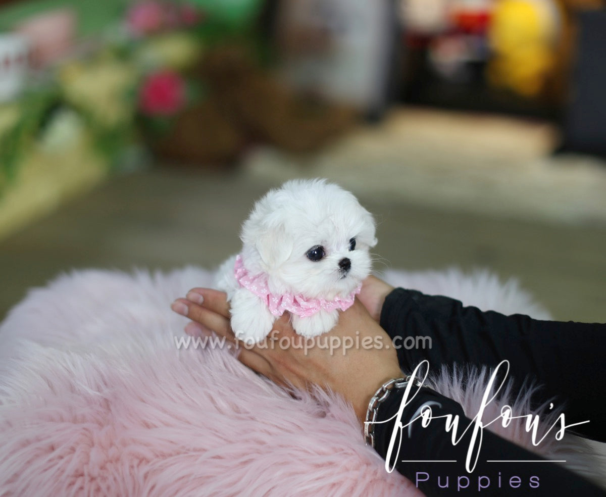 Coco -Maltese F.