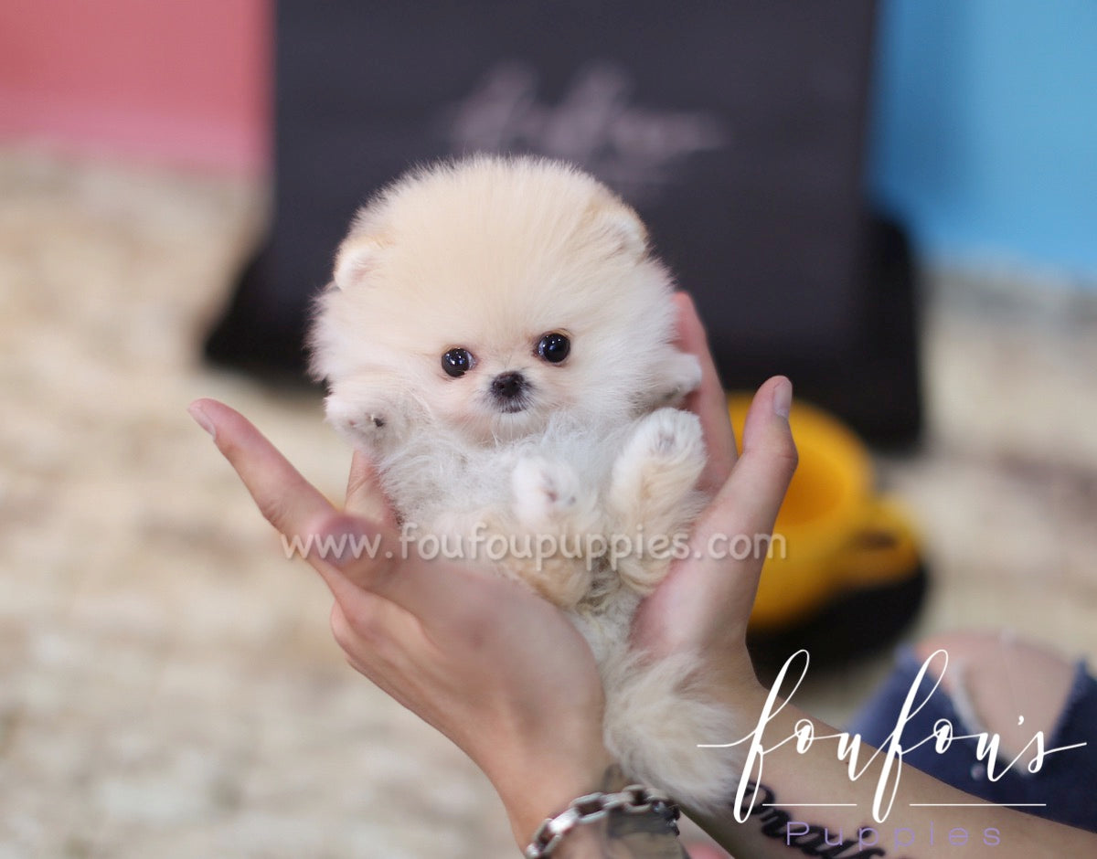 Pixie - Pomeranian F.