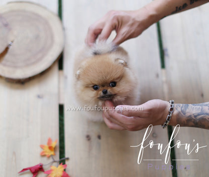 Gigi - Pomeranian F.