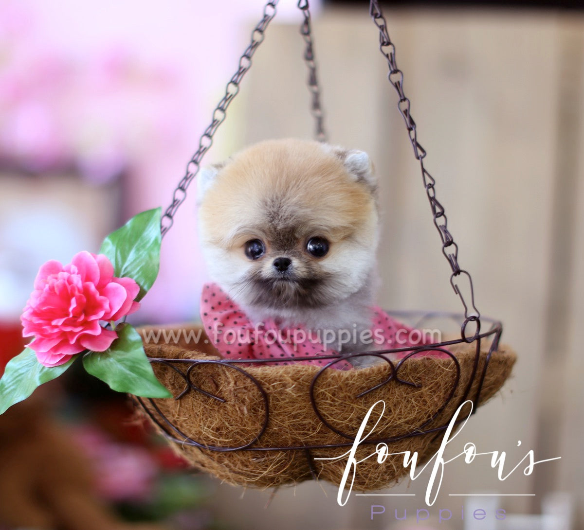 Poochi - Pomeranian M.