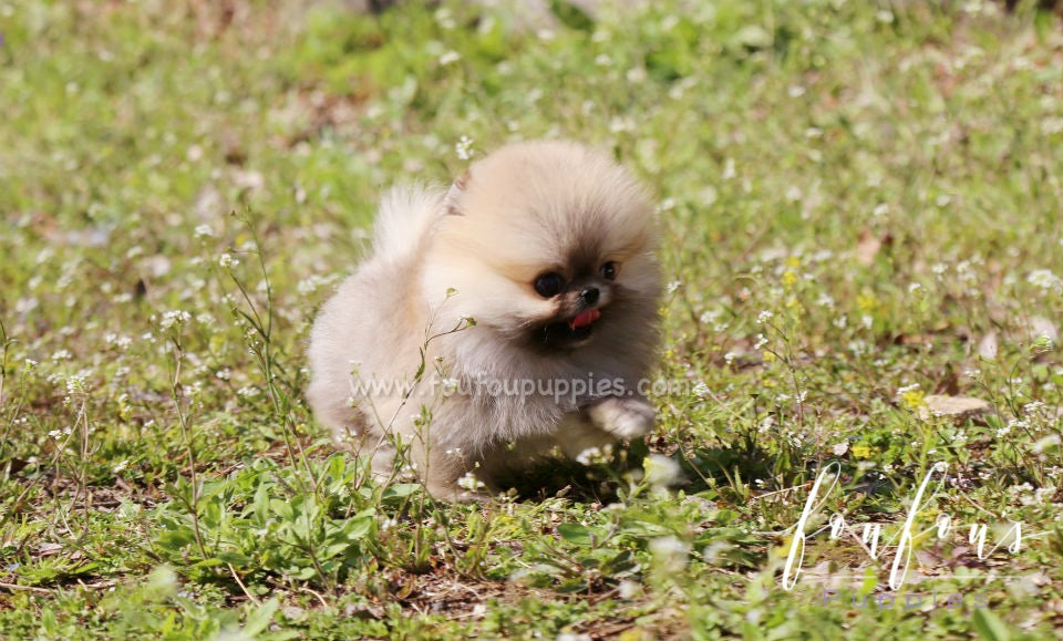 Muffin - Pomeranian M.