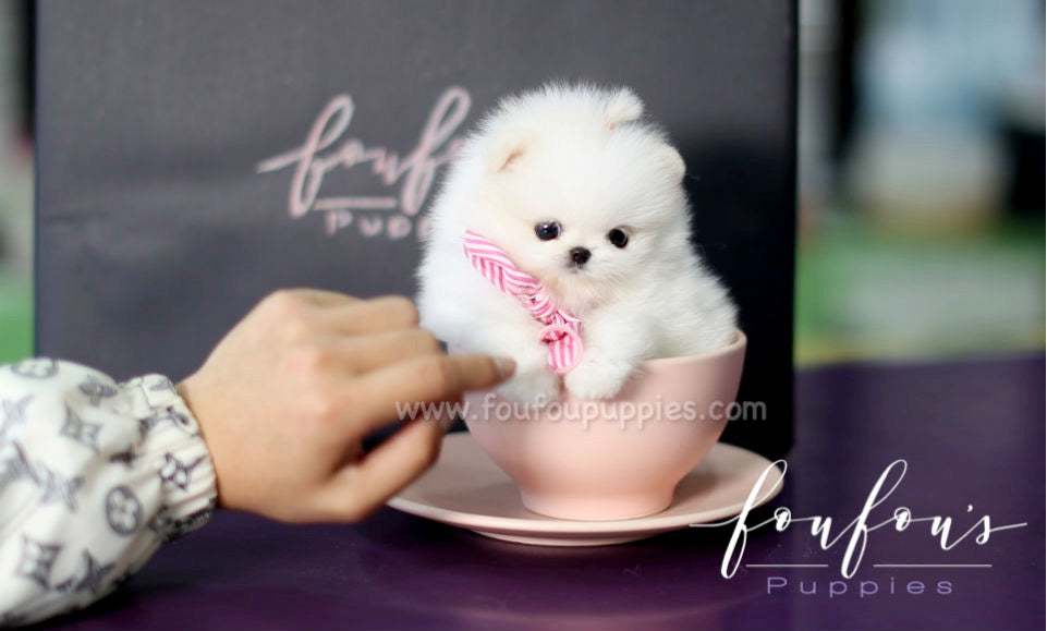 Nemo - Pomeranian M.