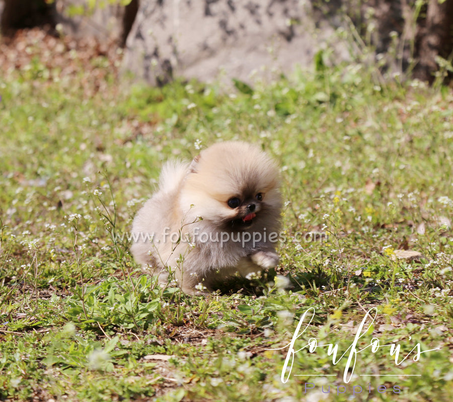 Muffin - Pomeranian M.