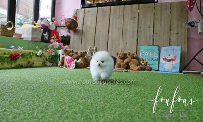 Lux - Pomeranian M.