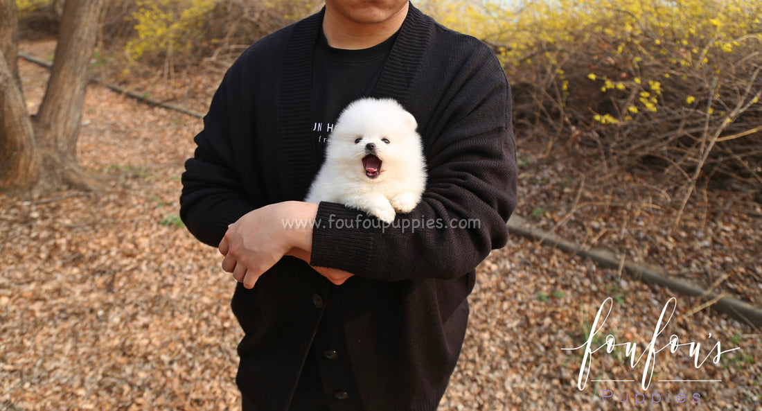 Barney - Pomeranian M.