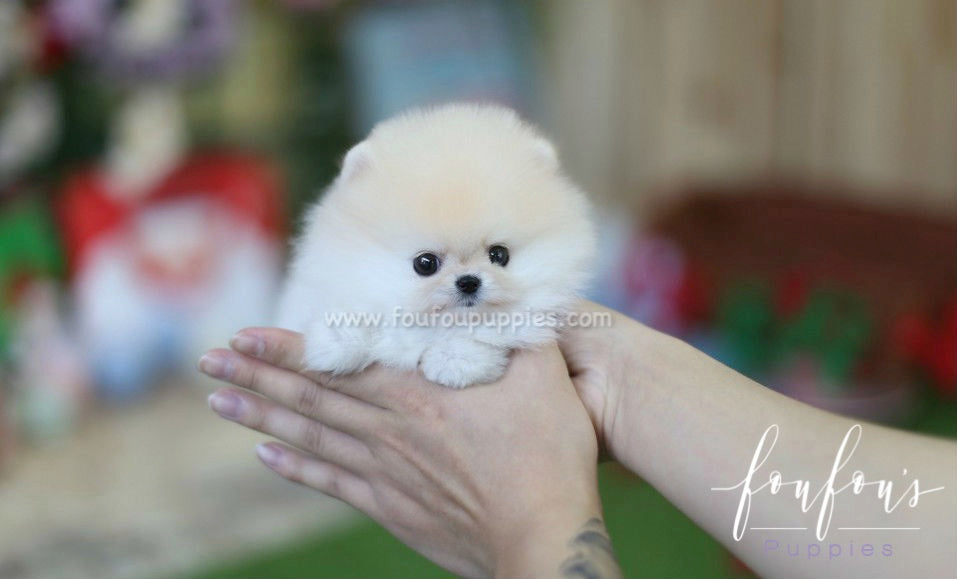 Chanel - Pomeranian F.