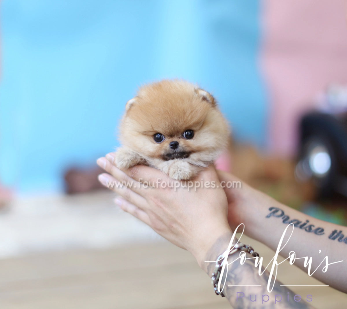 Gigi - Pomeranian F.