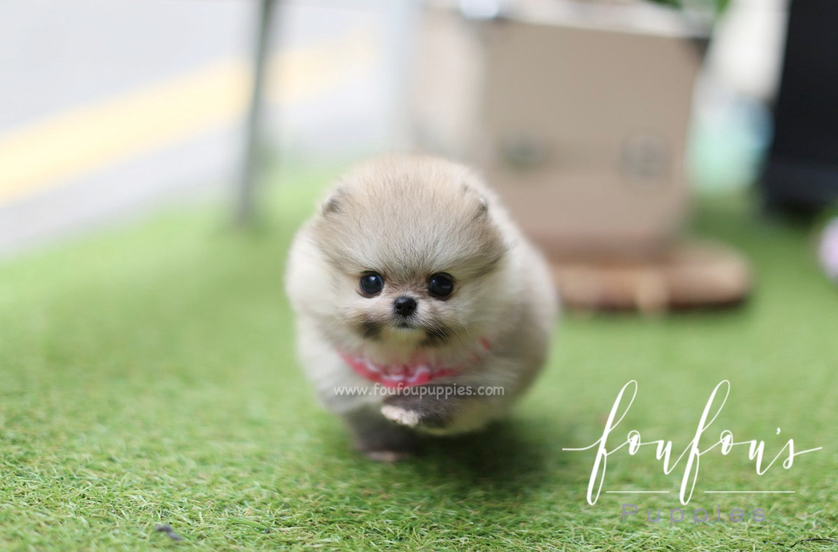 Kaia - Pomeranian F.