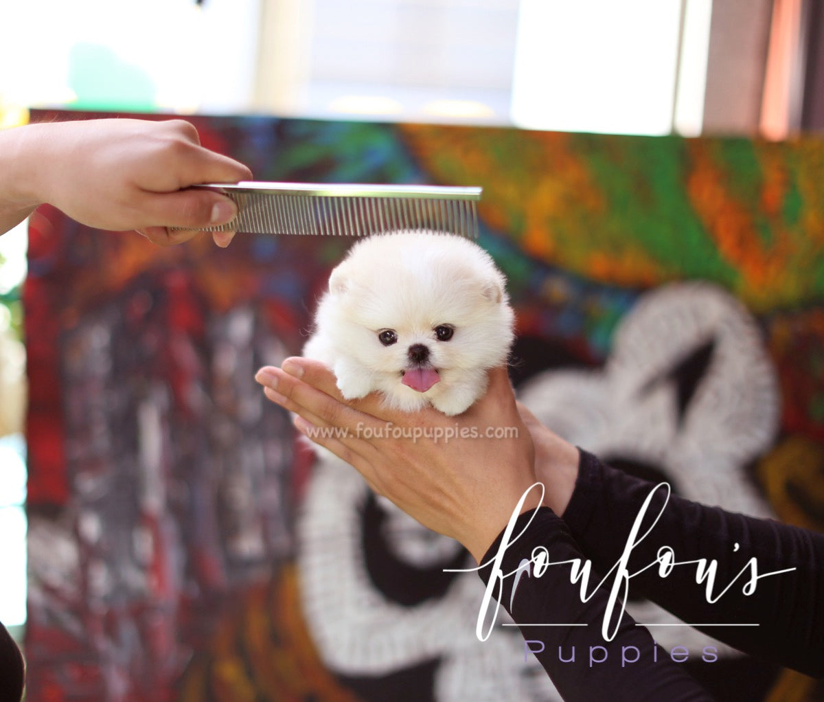 Crème - Pomeranian M