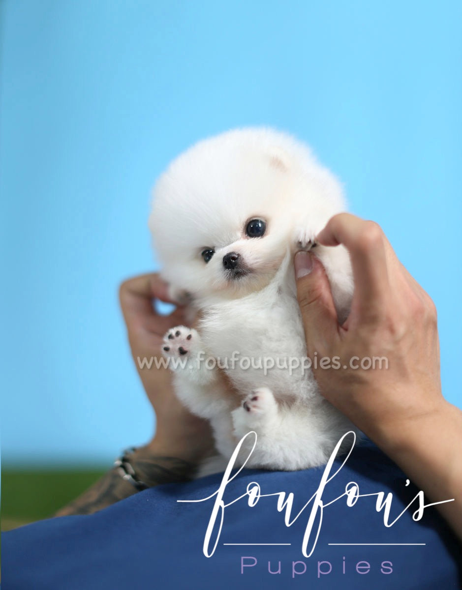 Kissme - Pomeranian F.