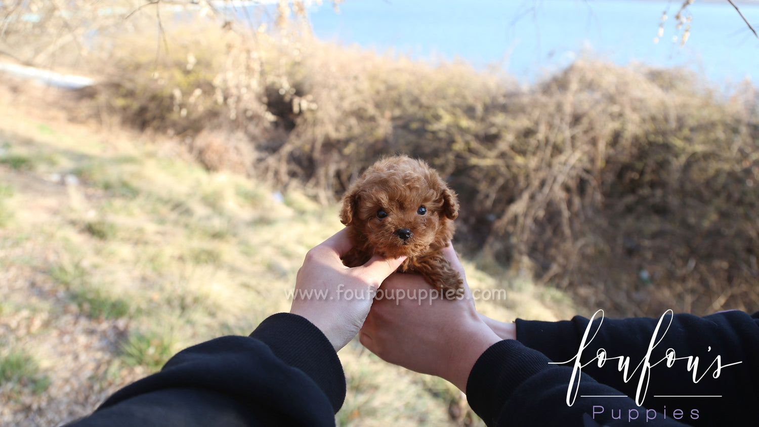 Astro - Poodle M.